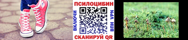 Галлюциногенные грибы прущие грибы  как найти   Тосно 